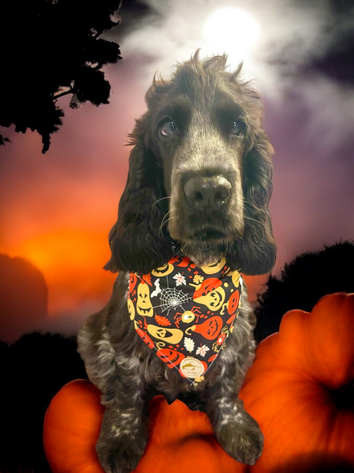 Bandana Halloween per cani nera con zucche, ragnatele e pipistrelli