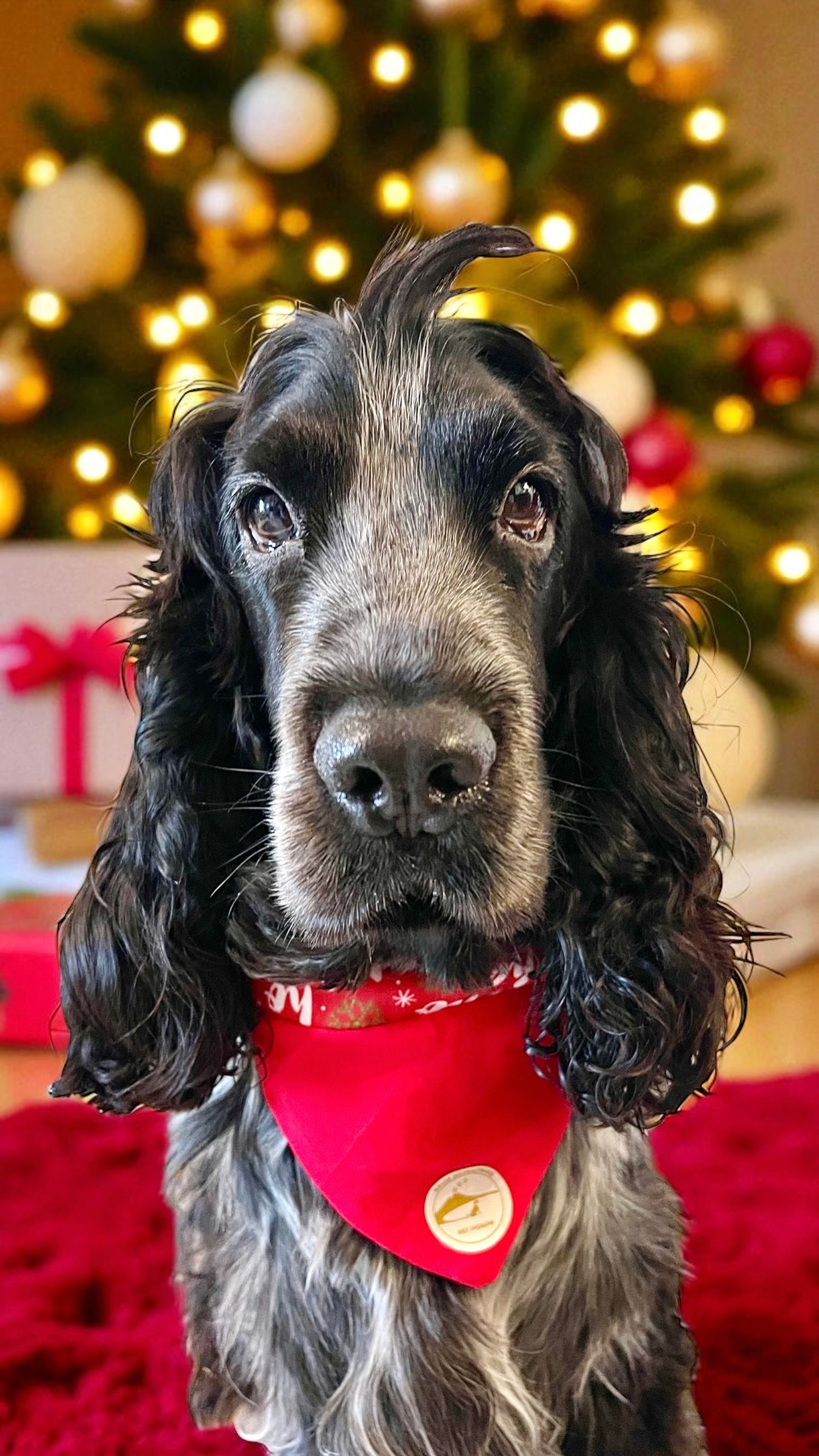 Bandana natalizia sartoriale double-face per cani rossa con tessuto fantasia “Ho ho ho” - Personalizzabile.