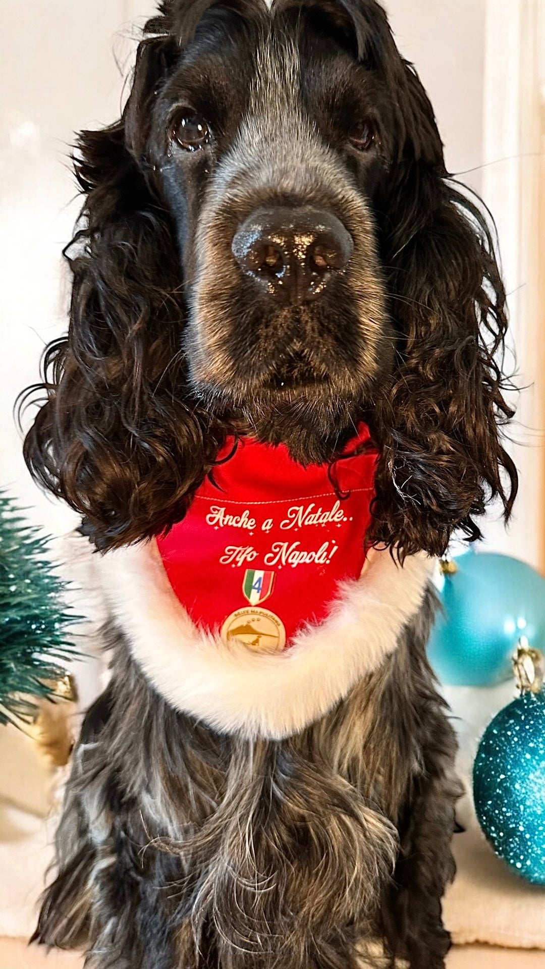 Bandana Natalizia per cani - Calcio Napoli - “Anche a Natale .. Tifo Napoli!”