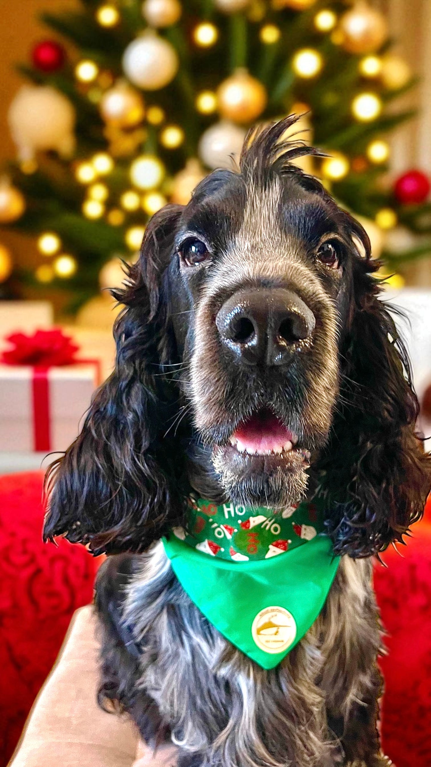 Bandana natalizia sartoriale double-face per cani verde con babbi Natale - Personalizzabile