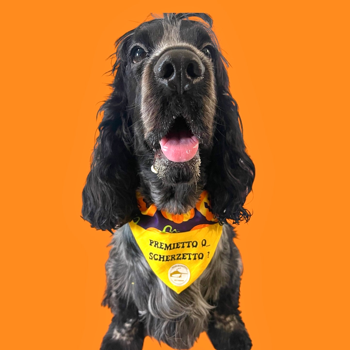 Bandana Cane Double-Face Halloween con Zucche e Scritta “Premietto o Scherzetto”