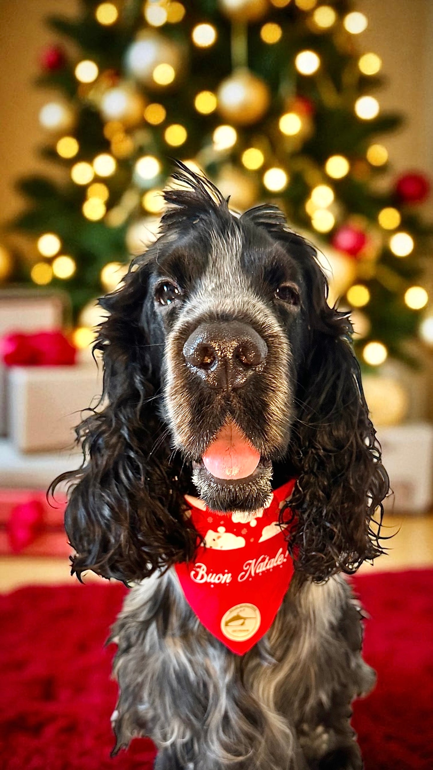 Bandana Natalizia sartoriale double-face per cani rossa e tessuto fantasia rosso con Babbi Natale con scritta “Buon Natale” stampata