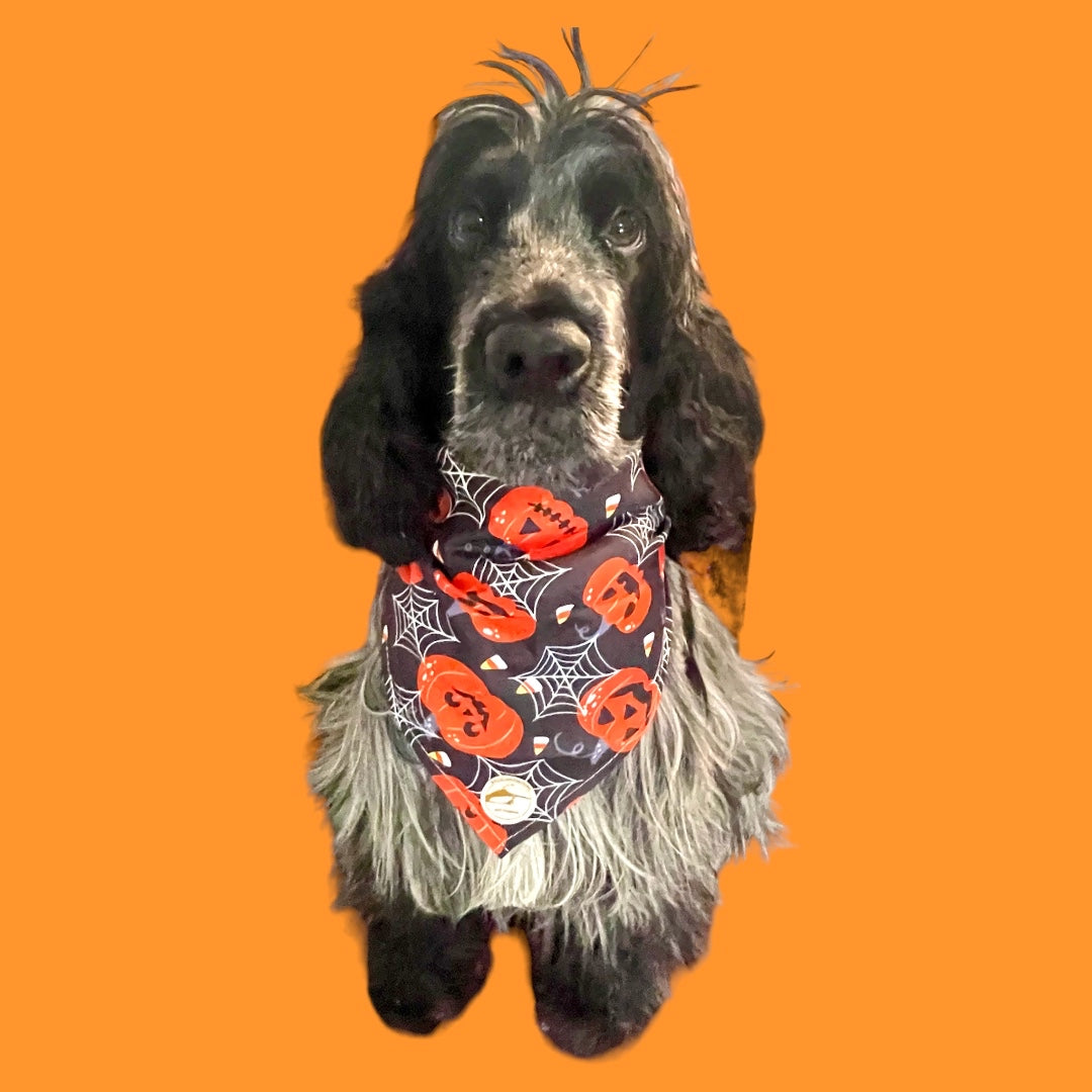 Bandana Halloween per cani nera con zucche arancioni e ragnatele