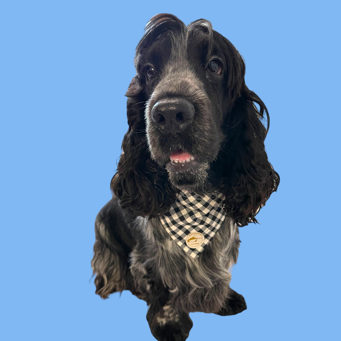 Bandana per Cani Sartoriale nero e bianco a Quadretti in Cotone