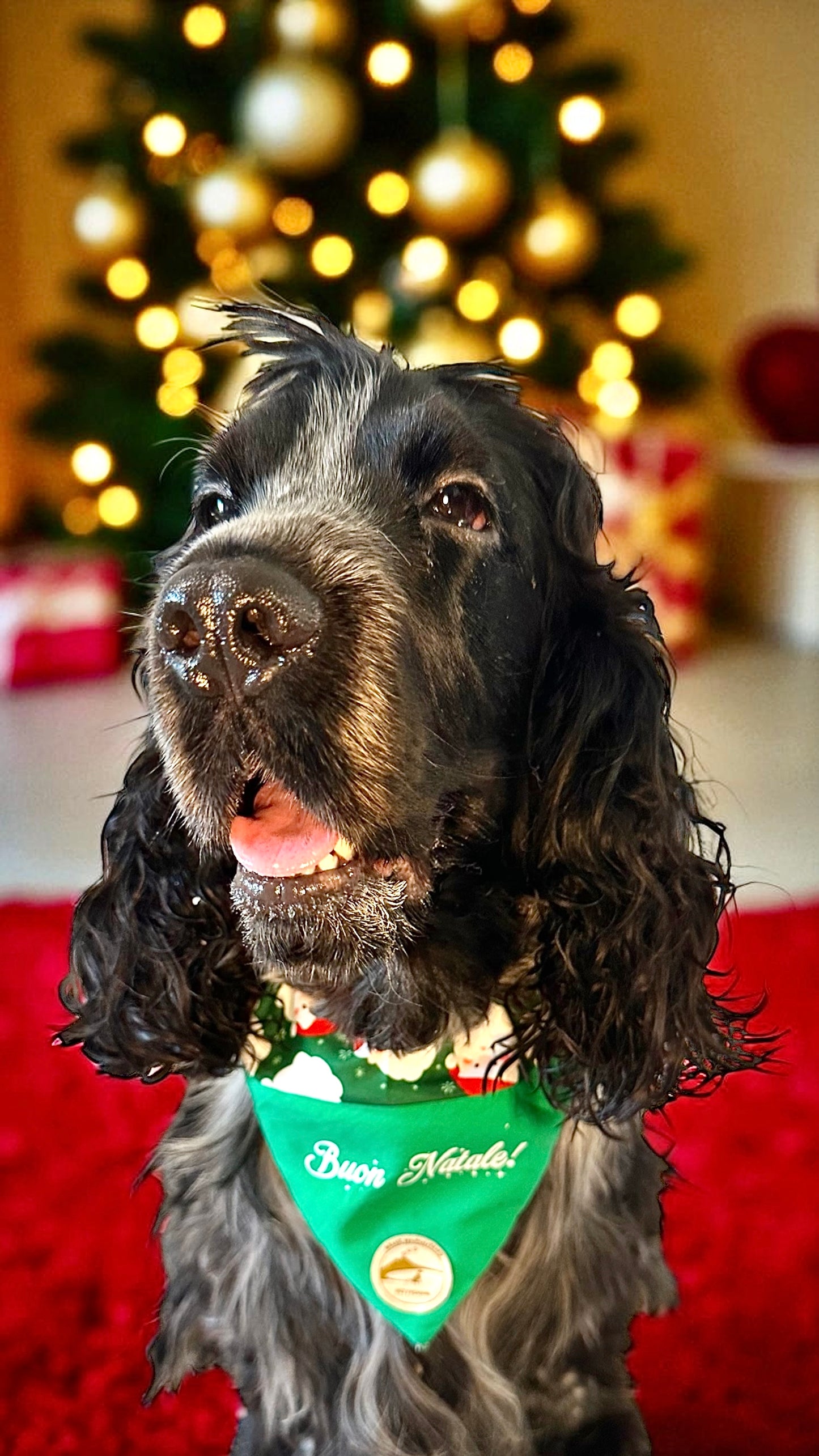 Bandana Natalizia sartoriale double-face per cani verde e tessuto fantasia con Babbi Natale con scritta “Buon Natale!” stampata