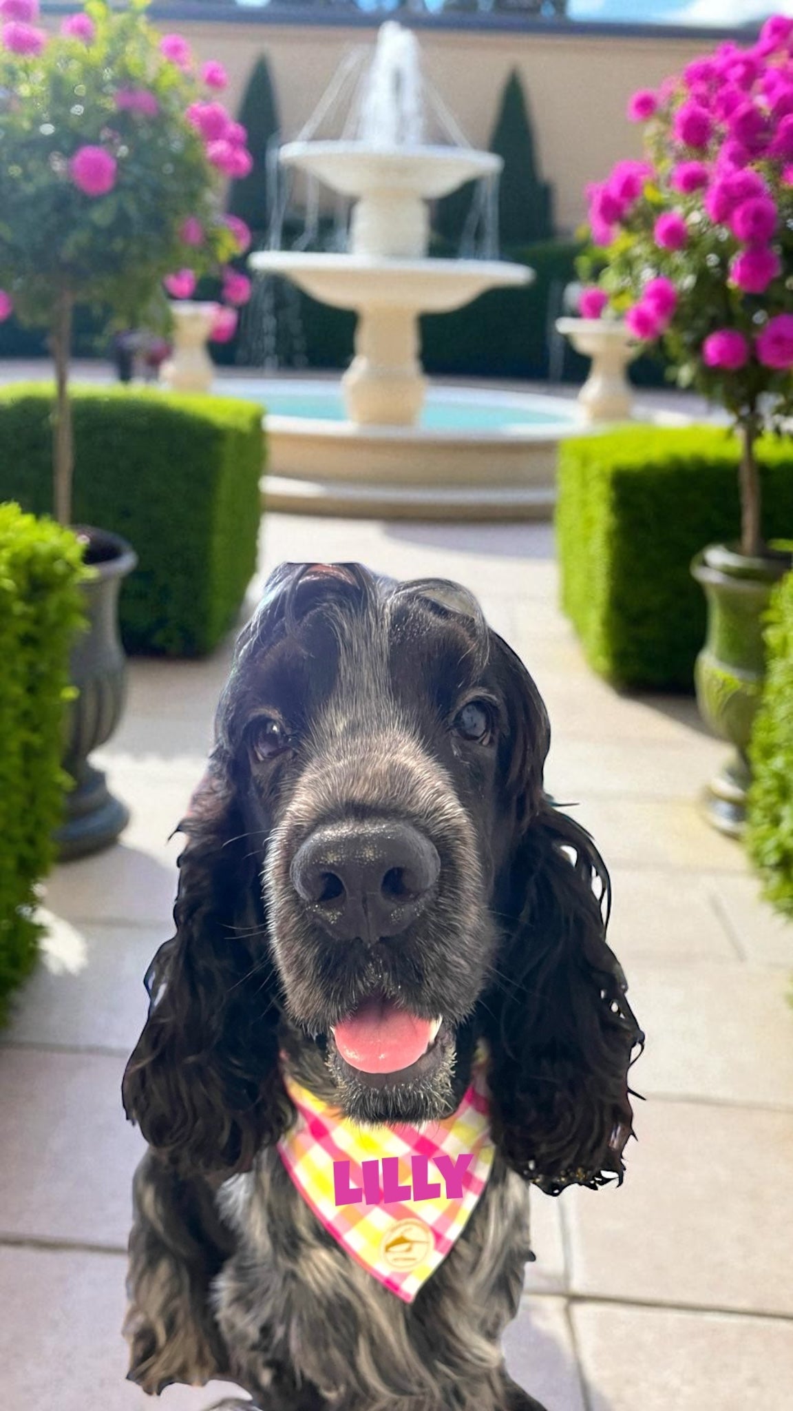 Bandana per Cani Sartoriale Rosa, giallo e bianco a Quadretti in Cotone