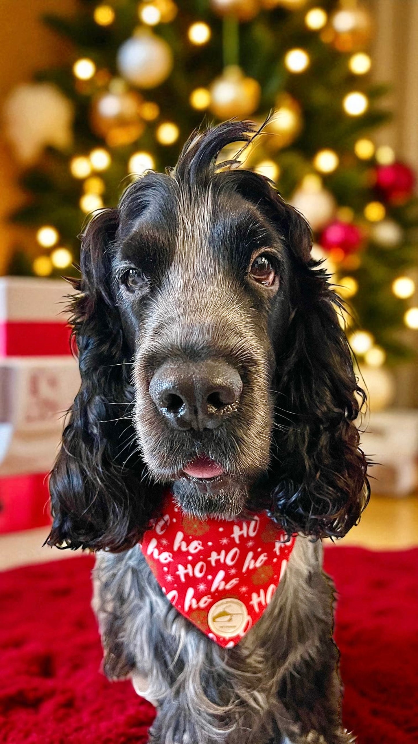 Bandana natalizia sartoriale double-face per cani rossa con tessuto fantasia “Ho ho ho” - Personalizzabile.