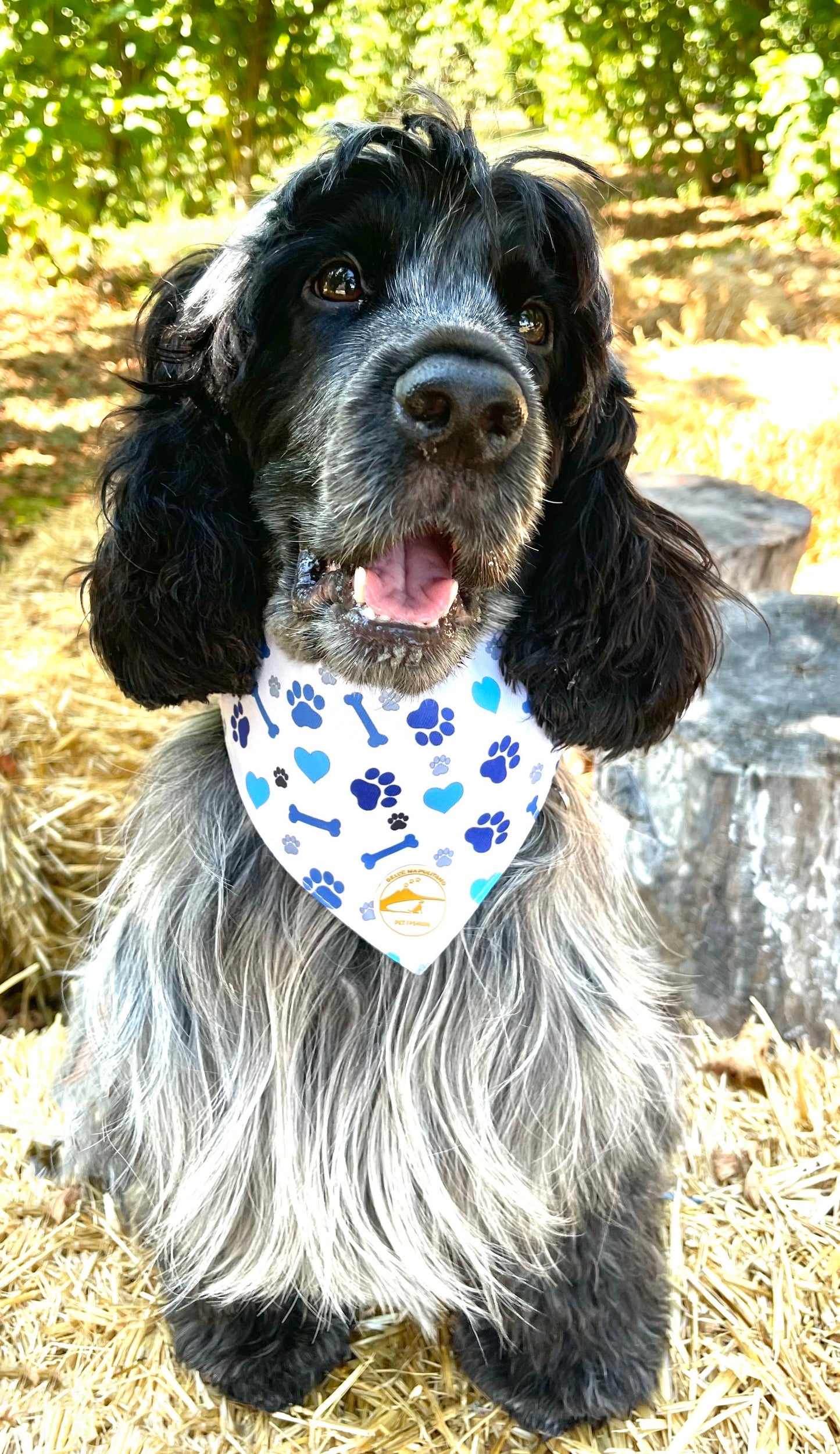 Bandana cane bianca con collare con fantasia di ossi, cuori e zampette blu.
