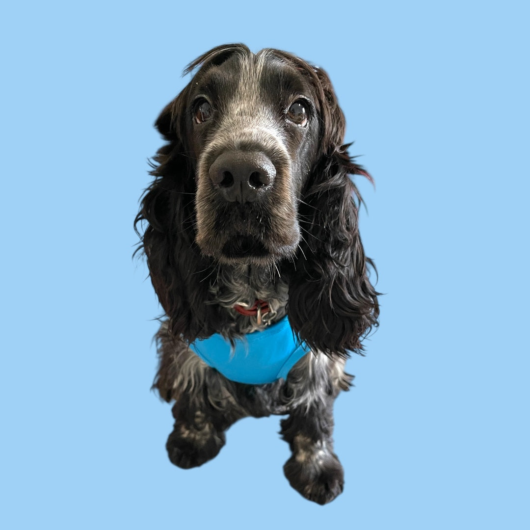 Maglietta per cani “Io tifo Napoli”