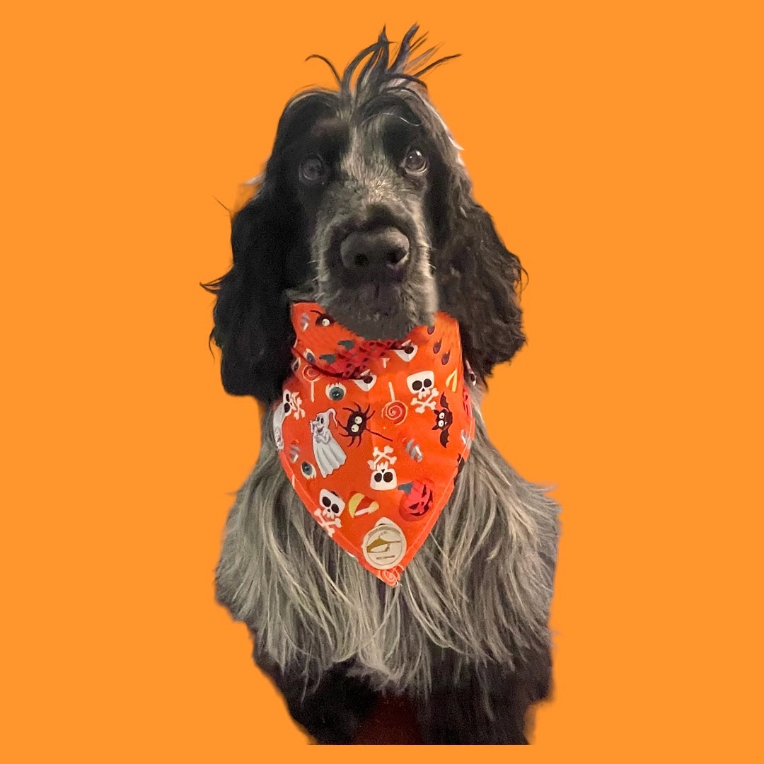 Bandana Halloween per cani arancione con fantasmini, ragni e scheletrini.