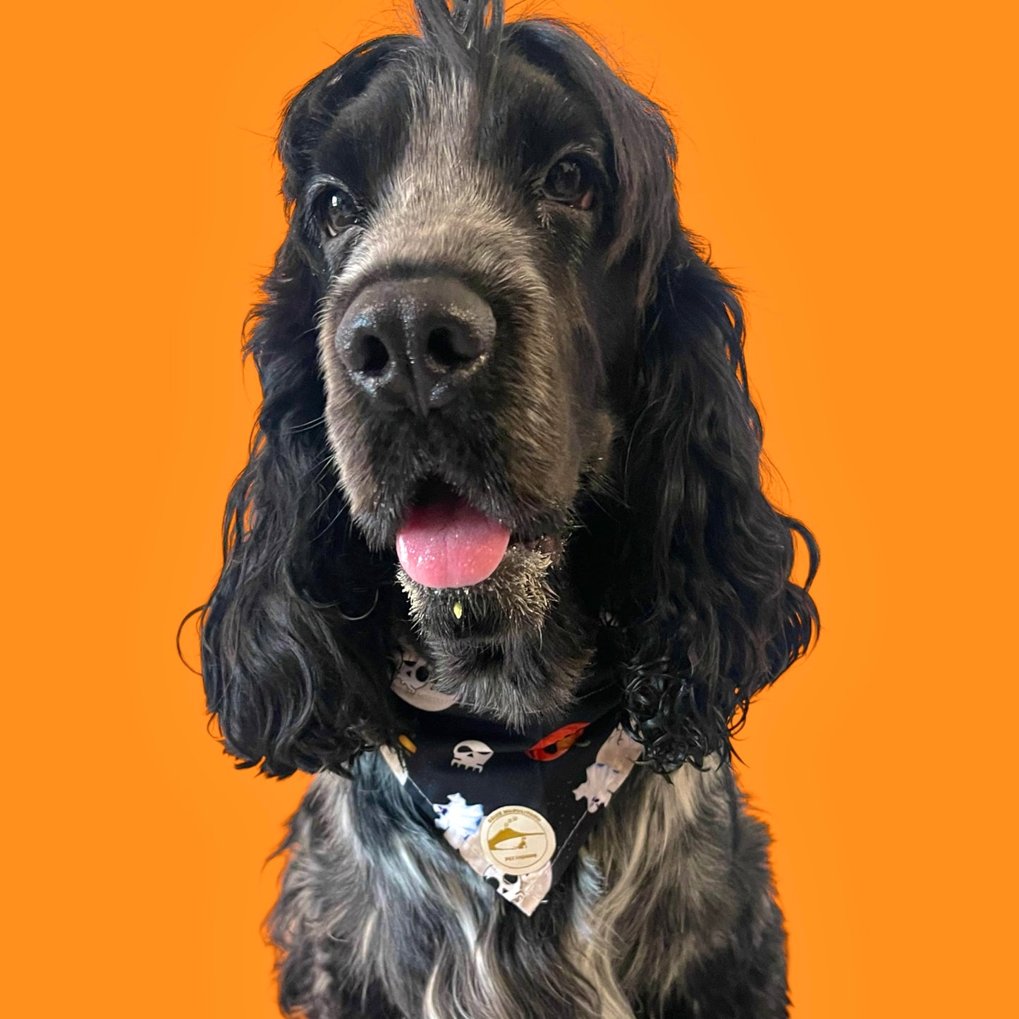 Bandana Classic Halloween Nera: Zucche, Luna e Teschi per Cani