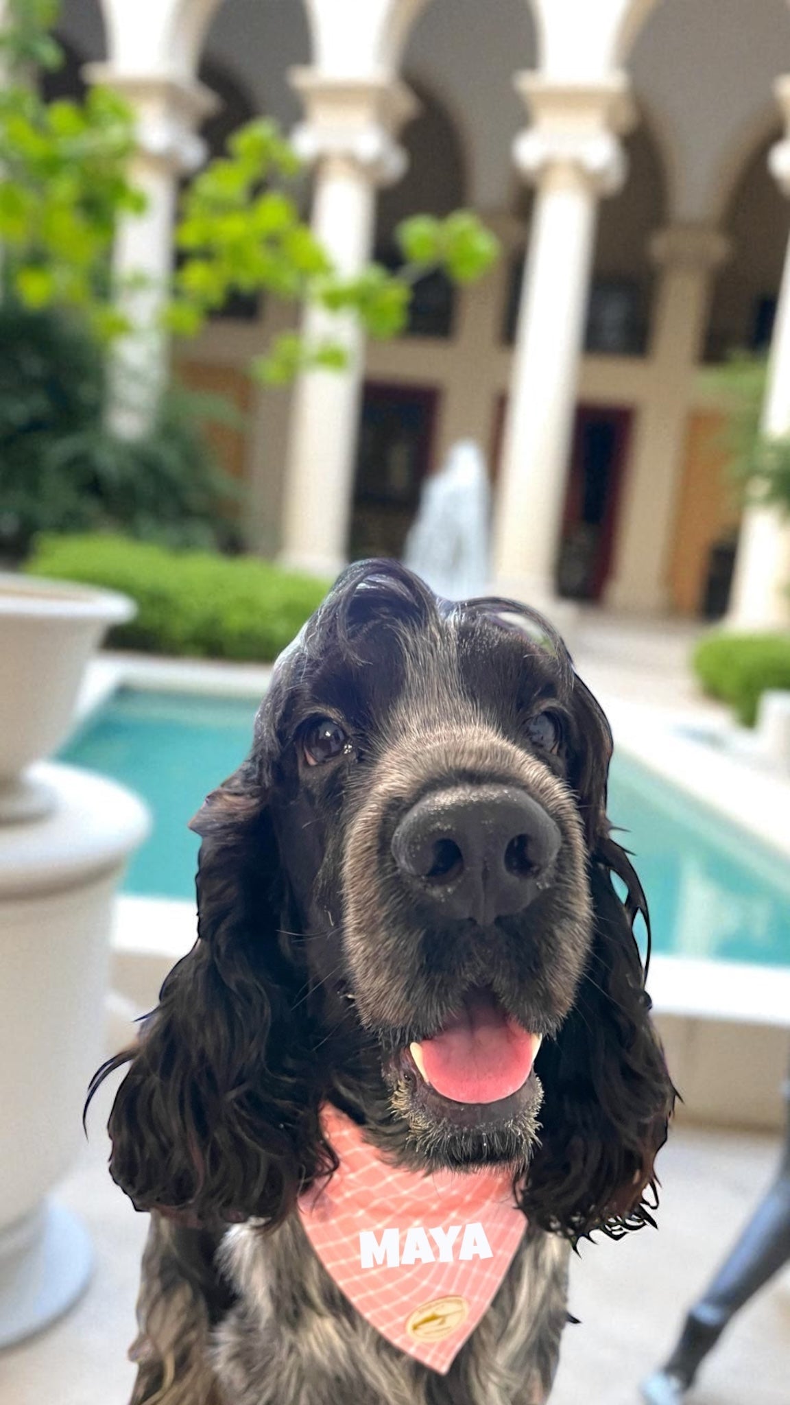 Bandana per Cani Sartoriale Rosa a Quadretti in Cotone