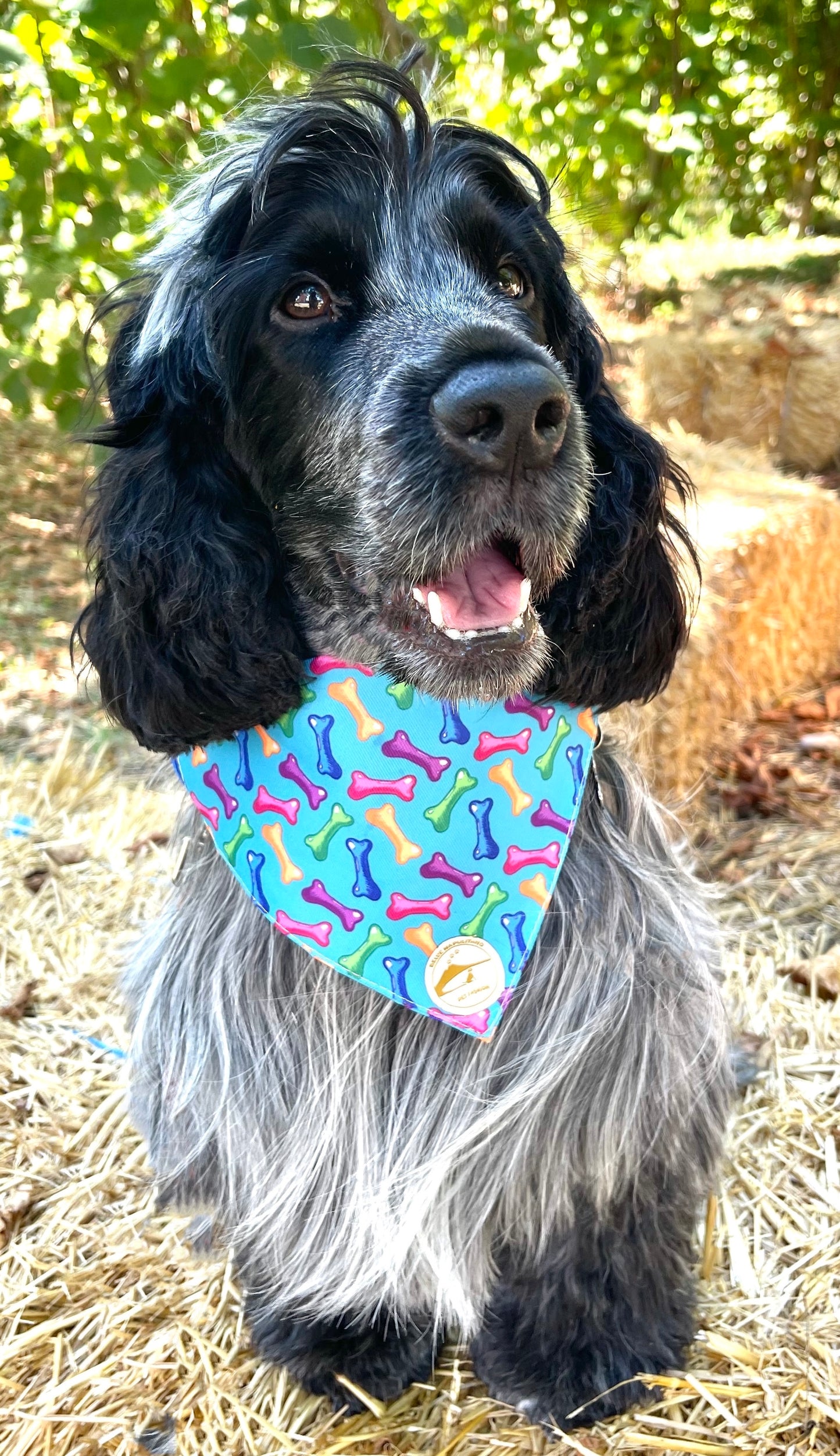 Bandana Cane Azzurra con Collare e Fantasia Ossi Multicolor Personalizzabile