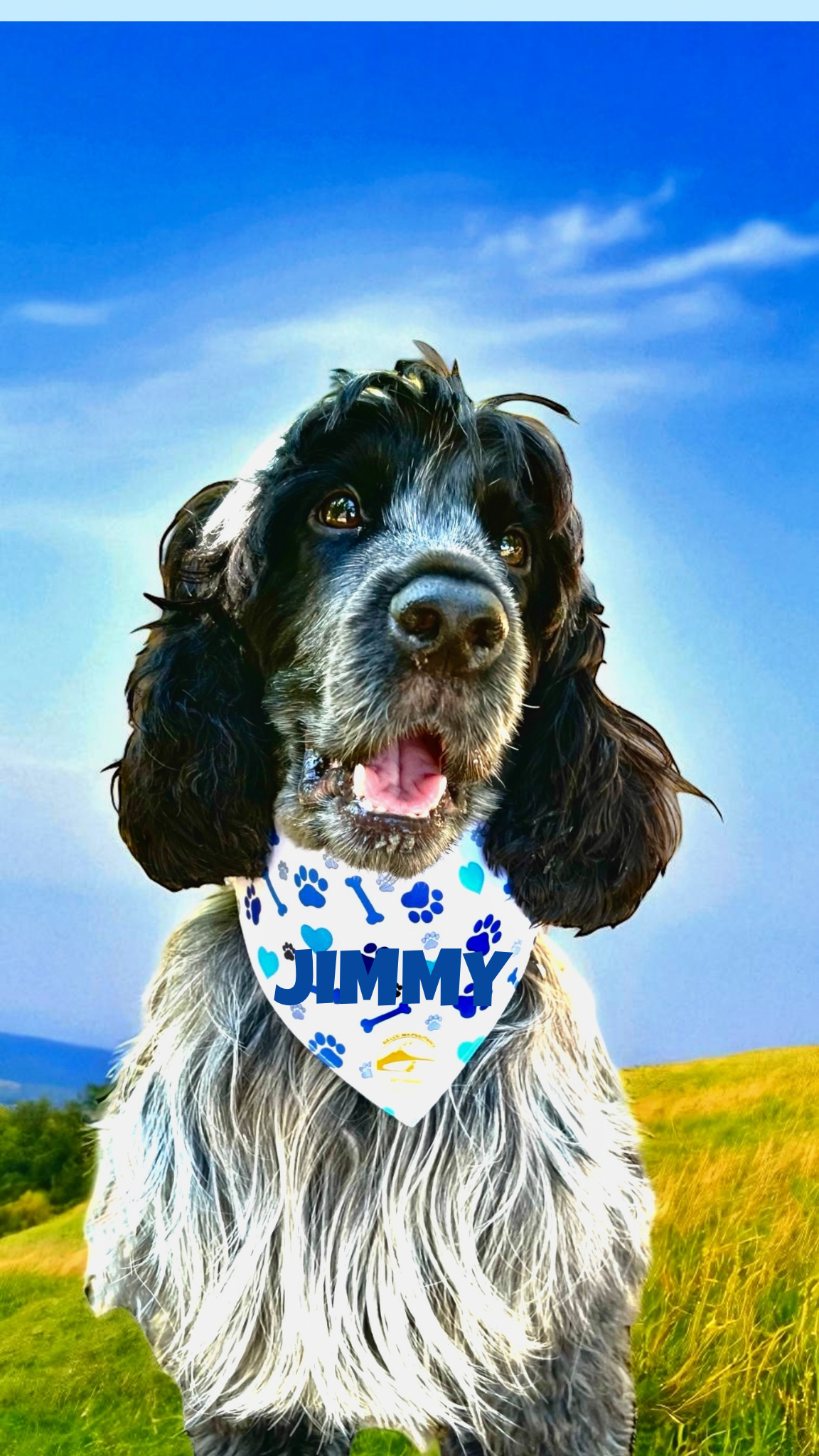 Bandana cane bianca con collare con fantasia di ossi, cuori e zampette blu.