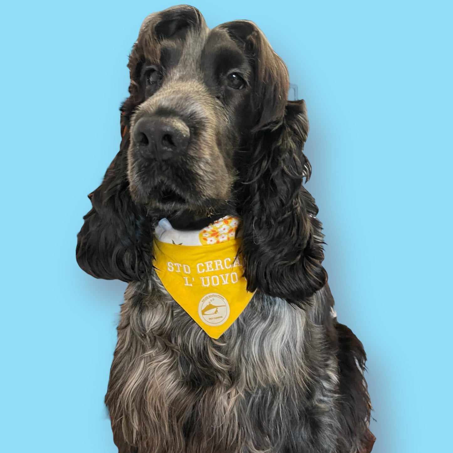 Bandane cane Pasqua sartoriale double-face. Frase ricamata in Napoletano & Puro cotone " STO CERCANN L'UOVO” a COLLARE