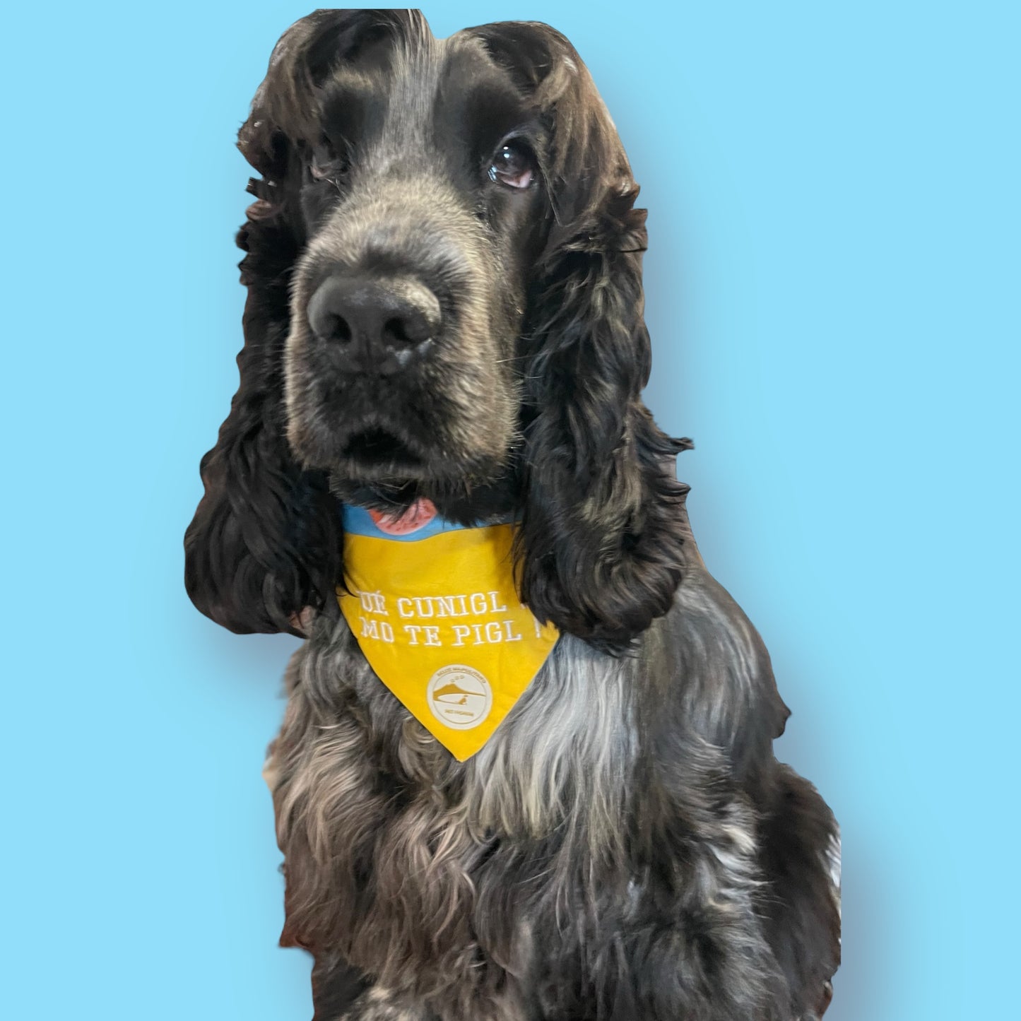 Bandana Cane Pasqua Sartoriale Double-Face: Frase Ricamata in Napoletano & Puro Cotone "UE' CUNIGL ..MO TE PIGL !" a COLLARE